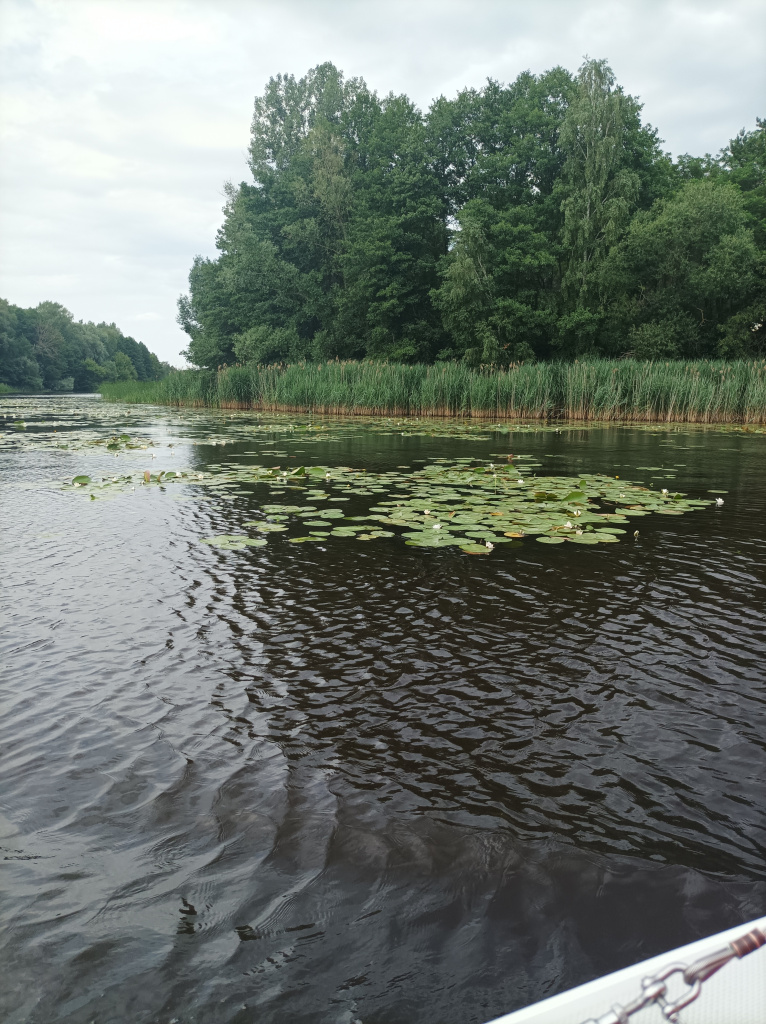 полянка 6.jpg